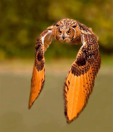 Interesting Photo of the Day: Majestic Rock Eagle-Owl in Flight