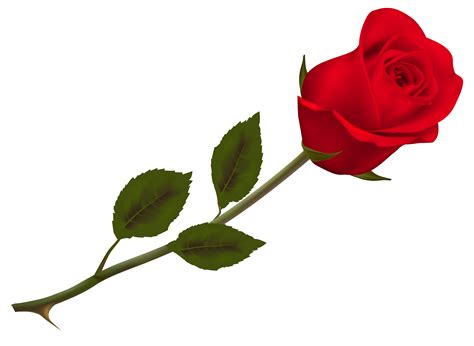 Rose PNG Pic - PNG All | PNG All