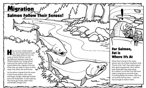 Salmon Life Cycle Coloring Page Coloring Pages