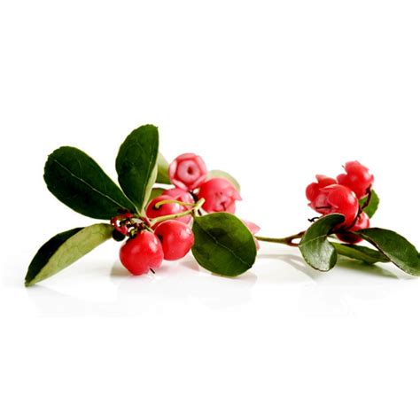 Wintergreen Seeds (Gaultheria procumbens) - Price €1.90