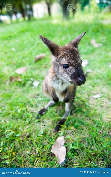 Small Western Grey Kangaroos Stock Photo - Image of legs, green: 14672342