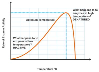 Each Enzyme Has a Temperature at Which It Works Best