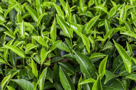 Tea Plant (Camellia Sinensis): Plant Care & Growing Guide