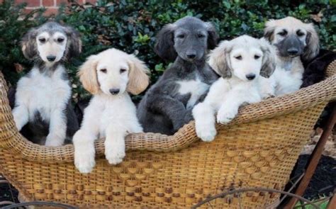 Afghan Hound Puppies Behavior And Characteristics In Different Months Until One Year