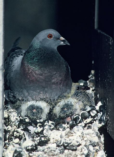 Rock pigeon | New Zealand Birds Online