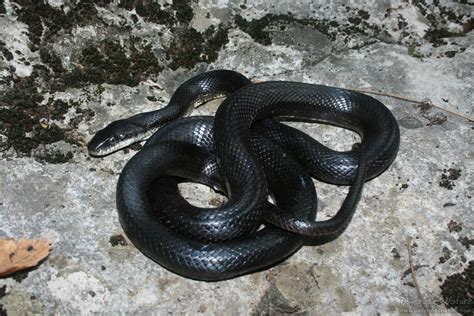 Black Rat Snake (Pantherophis obsoletus) - Psychotic Nature