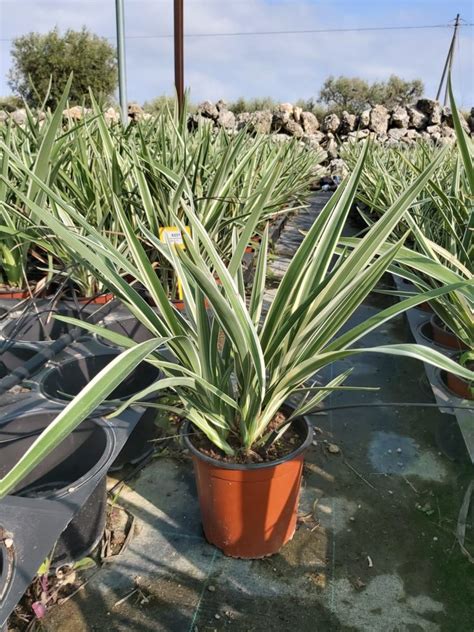 Dianella tasmanica variegata | GREEN EXPORT - Plants, Sleeves, Pots, Substrates