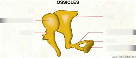 Ossicles Diagram | Quizlet