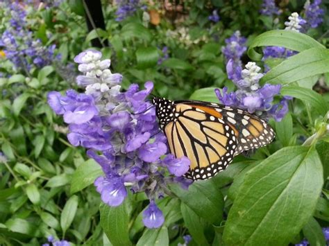 Monarch at The Original Butterfly House on Mackinac Island | Mackinac ...