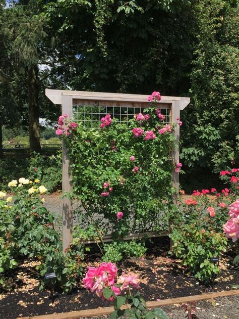 30+ Climbing Rose Trellis Ideas