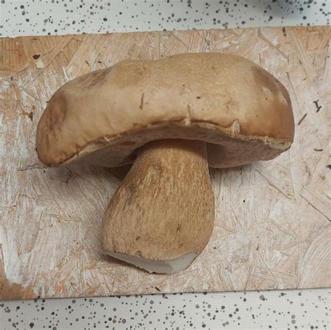 Finally, I found a fresh bolete that I could eat. One with no bites in, that wasn't soggy. It ...