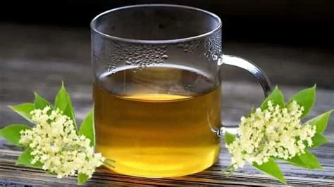 Elderflower Tea: Meaning, Benefits, Taste, Recipe Revealed