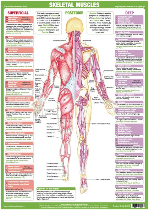 Muscle System Poster Anatomy Chart Human Body Educational Silk Cloth H | The Best Porn Website