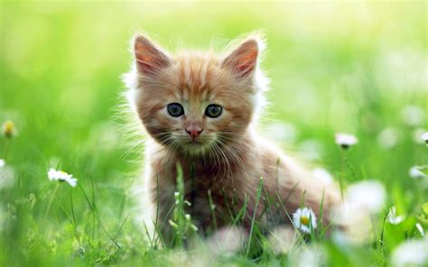 Awesome Cute Baby Cat Wallpapers HD / Desktop and Mobile Backgrounds