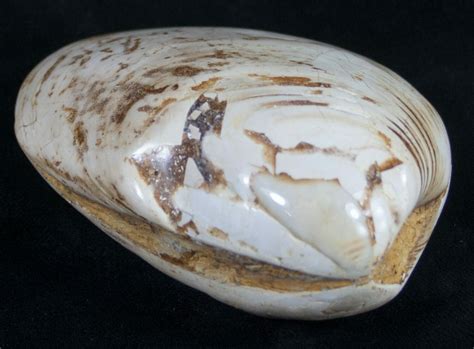 3.2" Wide Fossil Clam - Jurassic (#9796) For Sale - FossilEra.com