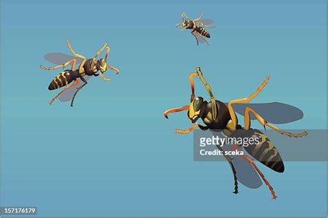 163 Paper Wasp Sting Stock Photos, High-Res Pictures, and Images ...