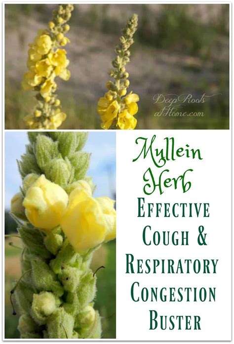 Mullein Herb: Effective Cough and Respiratory Congestion Buster