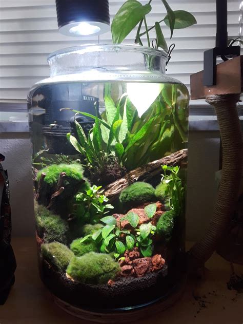 Pin by Erin Lickk on aquarium | Fish plants, Fish tank terrarium ...