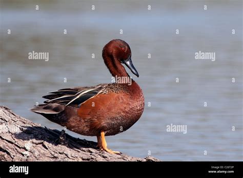 Cinnamon Teal Male Stock Photo - Alamy