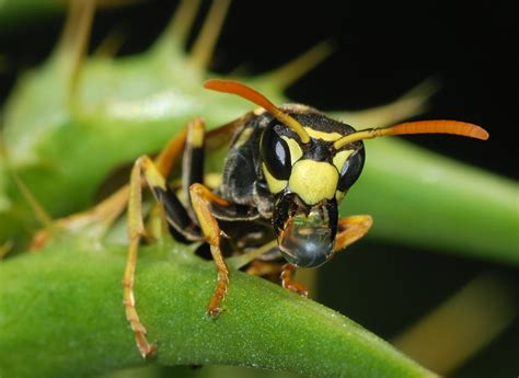 File:Wasp March 2008-1.jpg - Wikipedia, the free encyclopedia