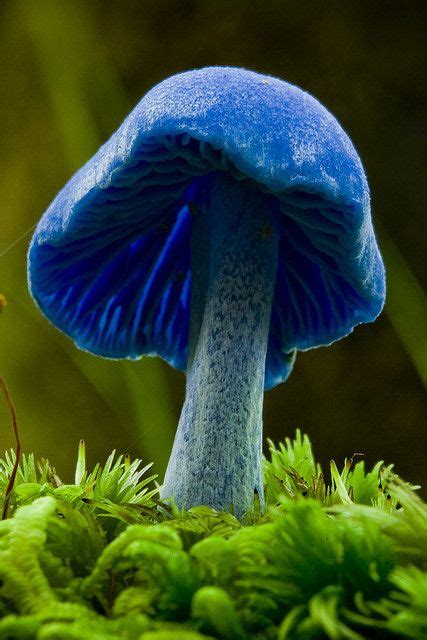 Blue mushroom (Entoloma hochstetteri) | Stuffed mushrooms, Magical ...