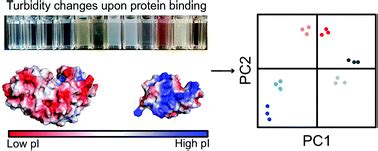 Charged poly(N-isopropylacrylamide) nanogels for use as differential protein receptors in a ...