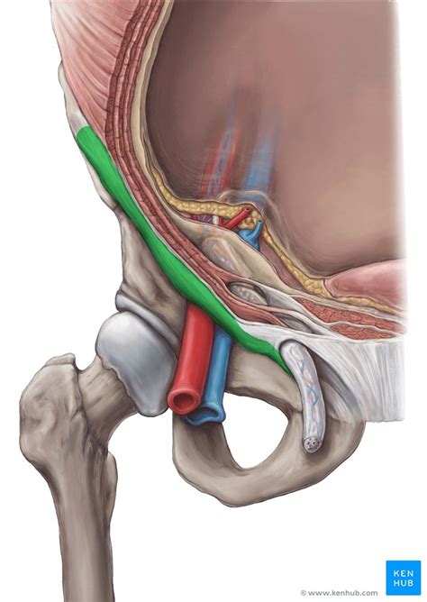 Inguinal Ligament - Inguinal Hernia Corewalking / Inguinal ligament / poupart's ligament lower ...