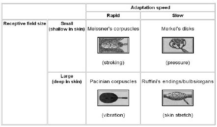 Mechanoreceptors : Mnemonic | Epomedicine