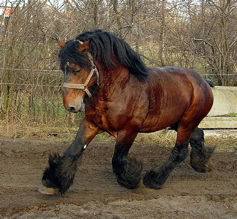 Black Belgian Draft Horse