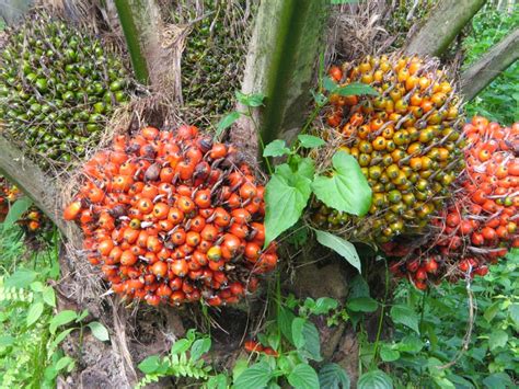 Oil Palm ~ Best Of Oil Palm Investment Resources