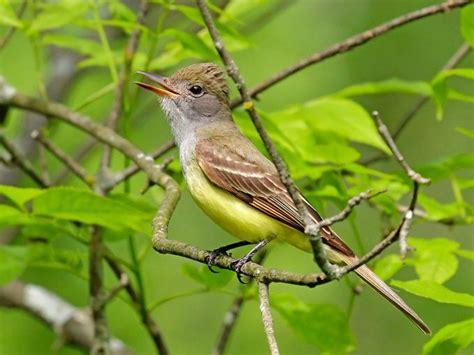 Birdwatching for Beginners: How to Start Birding - Birds and Blooms