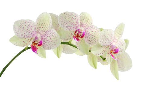 Orchidea: tutti i segreti per prendersene cura e abbellire la casa