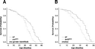 The Identification of Zebrafish Mutants Showing Alterations in Senescence-Associated Biomarkers