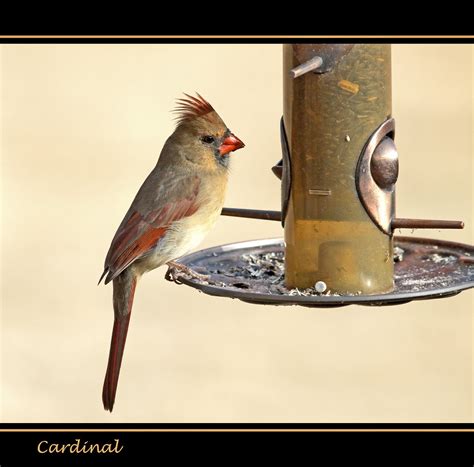 Female Cardinal | This female Cardinal was feeding at my fee… | Flickr