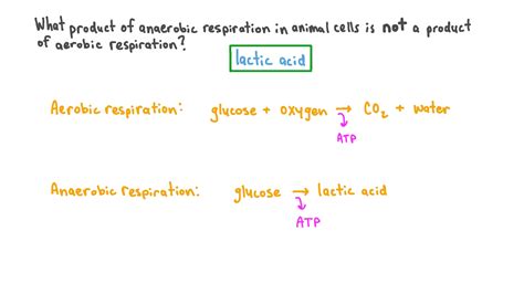 Question Video: Comparing the Products of Aerobic Respiration and Anaerobic Respiration | Nagwa