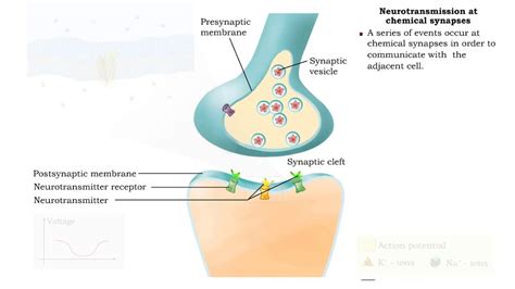 Neurotransmission at chemical synapses & Excitory and inhibitory ...