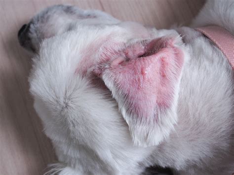 What Causes a Dog’s Ear to Swell? 6 Vet-Verified Reasons – Dogster