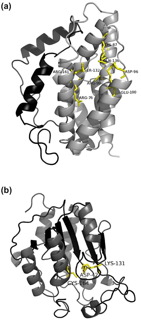 Predicted tertiary structure of HoCM and HoICM. (a) HoCM. The structure ...