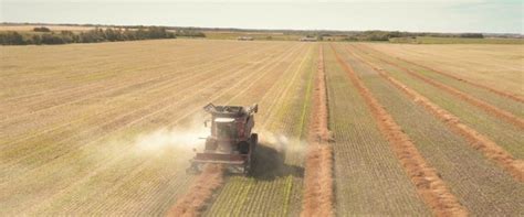 Harvest management | Canola Encyclopedia