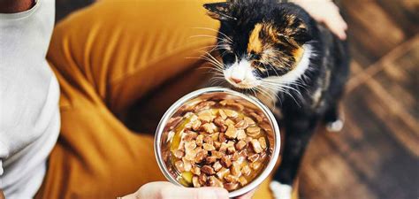 Homemade Cat Food Recipes For Sensitive Stomach And Urinary Problems ...