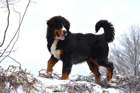 About Mini Bernese — Violet Hill Puppies