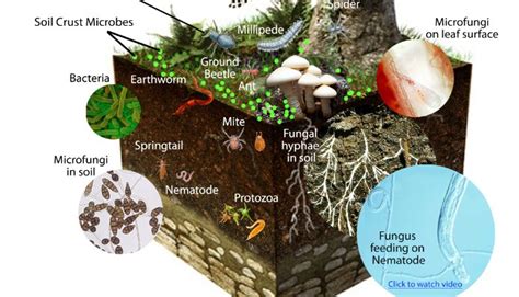 Everything Starts With Soil | Bluegrass Lawncare