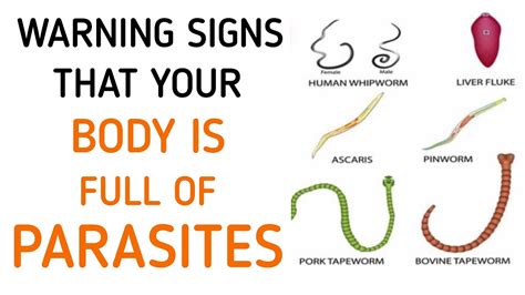 How To Detect Worms In Humans - Phaseisland17