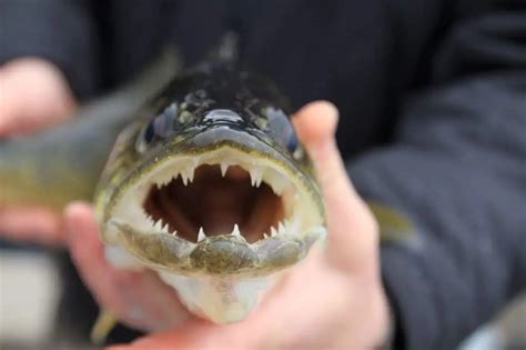 What Is The Difference Between Walleye And Pickerel? – Rod And Net