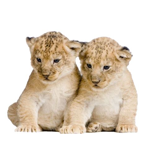 Cub Clipart Female Lion Lion Cub Clipart Stunning Free Transparent ...