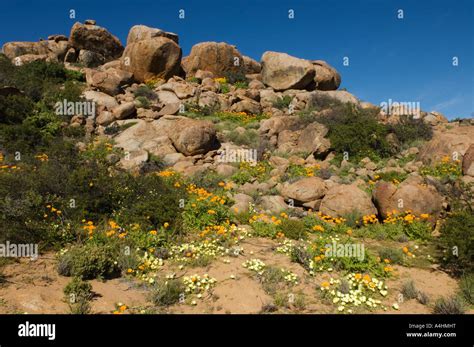 Spring flowers in Namaqua National Park Namaqualand South Africa Stock Photo - Alamy