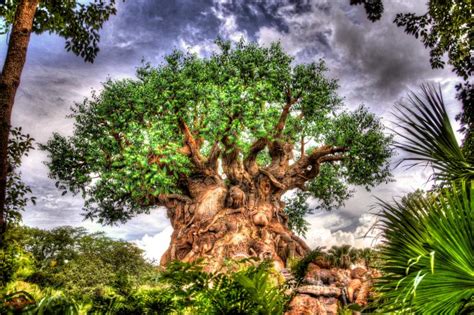 Free download Tree of Life A beautiful day in Disneys Animal Kingdom ...