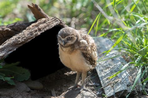 PHOTOS: Trio of Baby Burrowing Owls Hatch at the Queens Zoo - Corona ...