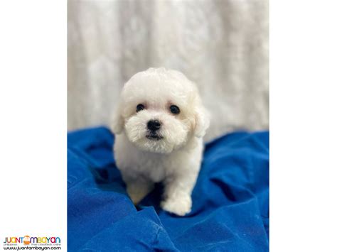 Bichon Frise puppy available