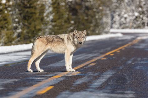 Accounting for Yellowstone wolves | Explore Big Sky